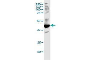 FFAR2 monoclonal antibody (M02), clone 3B3. (FFAR2 Antikörper  (AA 231-330))