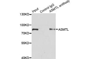 Immunoprecipitation analysis of 200 μg extracts of SW620 cells using 1 μg ASMTL antibody (ABIN5975463). (ASMTL Antikörper)