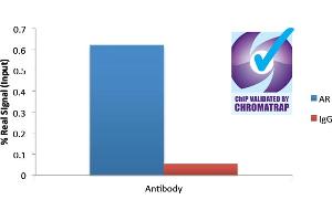 ChIP of 2ug ABIN185266 with 1ug DHT-treated HEC50 chromatin using the Chromatrap® spin column sonication kit (Protein G) measuring FKBP5 enrichment. (Androgen Receptor Antikörper  (N-Term))