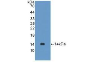 Detection of Recombinant UCN2, Rat using Polyclonal Antibody to Urocortin 2 (UCN2) (Urocortin 2 Antikörper  (AA 23-107))