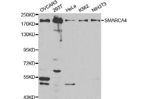 Western blot analysis of extracts of various cell lines, using SMARCA4 antibody. (SMARCA4 Antikörper  (AA 30-130))
