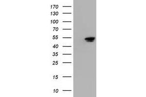 Western Blotting (WB) image for anti-5'-Nucleotidase Domain Containing 1 (NT5DC1) antibody (ABIN1499840) (NT5DC1 Antikörper)