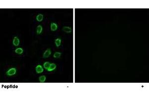 Immunofluorescence analysis of A-549 cells, using ATP5G3 polyclonal antibody . (ATP5G3 Antikörper)