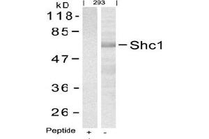 Image no. 3 for anti-SHC (Src Homology 2 Domain Containing) Transforming Protein 1 (SHC1) (Tyr427) antibody (ABIN197590) (SHC1 Antikörper  (Tyr427))