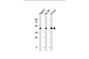 All lanes : Anti-ADK Antibody (N-term) at 1:4000 dilution Lane 1: HepG2 whole cell lysate Lane 2: HL-60 whole cell lysate Lane 3: Human liver lysate Lysates/proteins at 20 μg per lane. (ADK Antikörper  (AA 1-345))