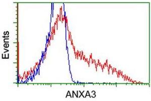 HEK293T cells transfected with either RC201540 overexpress plasmid (Red) or empty vector control plasmid (Blue) were immunostained by anti-ANXA3 antibody (ABIN2452758), and then analyzed by flow cytometry. (Annexin A3 Antikörper)