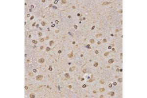 Immunohistochemistry of paraffin-embedded rat brain using MonoMethyl-Histone H3-K36 antibody. (Histone 3 Antikörper  (H3K36me))