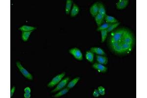 Immunofluorescent analysis of HepG2 cells using ABIN7160891 at dilution of 1:100 and Alexa Fluor 488-congugated AffiniPure Goat Anti-Rabbit IgG(H+L) (NDUFA12 Antikörper  (AA 1-145))