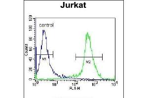 Flow Cytometry (FACS) image for anti-Protein tyrosine Phosphatase, Receptor Type, C (PTPRC) (AA 336-364) antibody (ABIN655654)