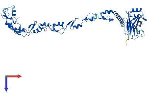 TRAF4 Protein (AA 1-470) (His tag)
