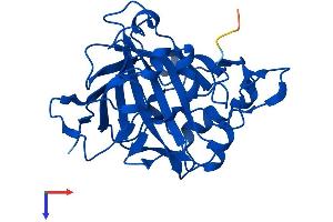 CA13 Protein (AA 1-262) (His tag)