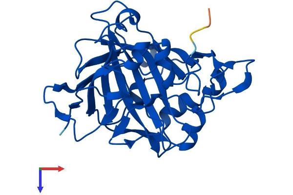 CA13 Protein (AA 1-262) (His tag)