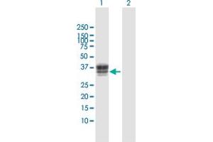 Western Blot analysis of HS3ST1 expression in transfected 293T cell line by HS3ST1 MaxPab polyclonal antibody. (HS3ST1 Antikörper  (AA 1-307))
