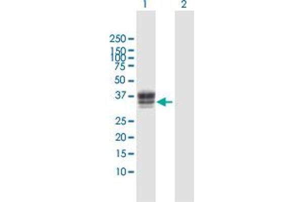 HS3ST1 antibody  (AA 1-307)