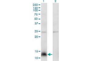 Western Blot analysis of NPY expression in transfected 293T cell line by NPY monoclonal antibody (M01), clone 3B5.