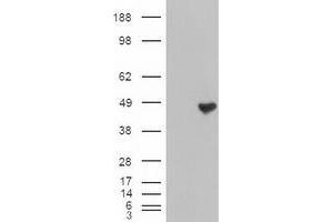 Image no. 2 for anti-Carboxypeptidase A1 (Pancreatic) (CPA1) (AA 1-419) antibody (ABIN1490771) (CPA1 Antikörper  (AA 1-419))