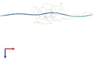 Coiled-Coil Domain Containing 73 (CCDC73) (AA 1-1079) protein (His tag)