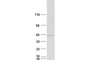 Validation with Western Blot (B3GALT5 Protein (Transcript Variant 1) (Myc-DYKDDDDK Tag))