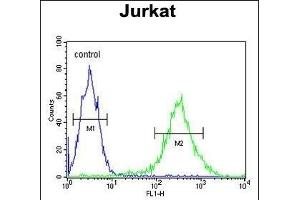 PKHH2 Antibody (C-term) (ABIN653730 and ABIN2843037) flow cytometric analysis of Jurkat cells (right histogram) compared to a negative control cell (left histogram). (PLEKHH2 Antikörper  (C-Term))