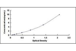 MMP10 ELISA Kit