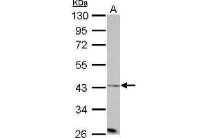 WB Image Aurora A antibody [C3], C-term detects AURKA protein by Western blot analysis. (Aurora A Antikörper  (C-Term))