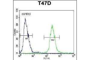 FGG Antibody (C-term) (ABIN391494 and ABIN2841461) flow cytometric analysis of T47D cells (right histogram) compared to a negative control cell (left histogram).