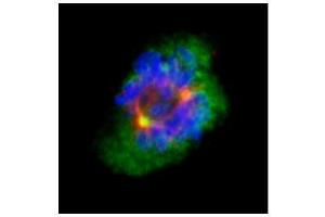 ICC/IF Image Confocal immunofluorescence analysis (Olympus FV10i) of methanol-fixed 293T, using Aurora A, antibody (Green) at 1:500 dilution. (Aurora A Antikörper  (C-Term))