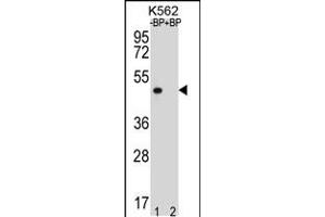 Western blot analysis of OR8K3 Antibody Pab pre-incubated without(lane 1) and with(lane 2) blocking peptide in K562 cell line lysate. (OR8K3 Antikörper  (C-Term))