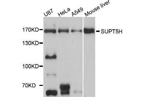 Western blot analysis of extracts of various cell lines, using SUPT5H antibody. (SUPT5H Antikörper)