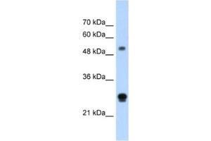Western Blotting (WB) image for anti-Inhibin Binding Protein (INHBP) antibody (ABIN2462507) (IGSF1 Antikörper)