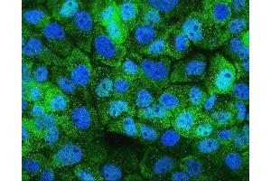 IF analysis of HSPH1 using anti-HSPH1 antibody (ABIN7602237). (HSPH1 Antikörper  (AA 653-858))