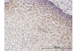 Immunostaining (ISt) image for anti-Golgin A2 (GOLGA2) (AA 1-345) antibody (ABIN516129)