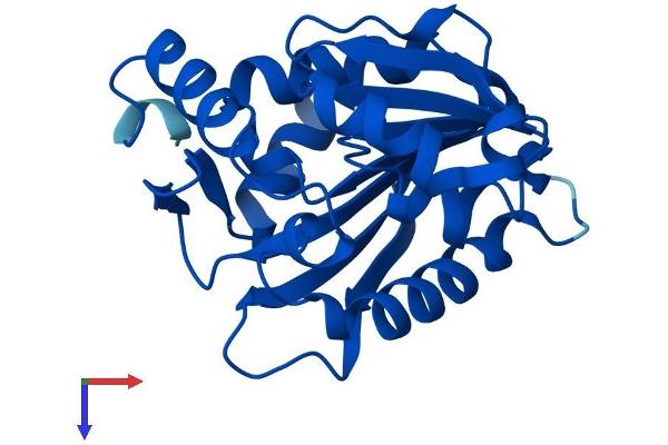 METTL11A Protein (AA 1-223) (His tag)