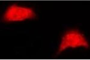 Immunofluorescent analysis of UBE2Z staining in HepG2 cells. (UBE2Z Antikörper)