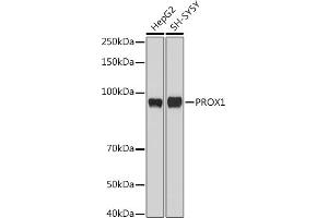 Western blot analysis of extracts of various cell lines, using PROX1 antibody (ABIN6132519, ABIN6146252, ABIN6146253 and ABIN6216882) at 1:1000 dilution. (PROX1 Antikörper  (AA 1-300))