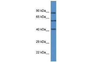 Western Blot showing Mapk12 antibody used at a concentration of 1.