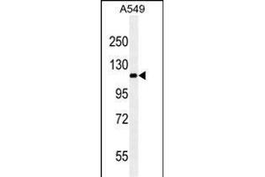 RET ABIN659065 western blot analysis in A549 cell line lysates (35 μg/lane). (Ret Proto-Oncogene Antikörper)