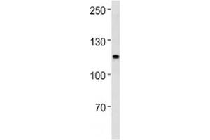 MSH2 antibody western blot analysis in SW480 lysate.