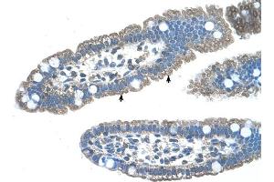 EDG8 antibody was used for immunohistochemistry at a concentration of 4-8 ug/ml to stain Epithelial cells of intestinal villus (arrows) in Human Intestine. (S1PR5 Antikörper  (N-Term))