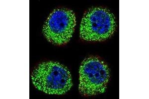 Immunofluorescence (IF) image for anti-Arrestin, beta 1 (ARRB1) (AA 343-371), (C-Term) antibody (ABIN950521)