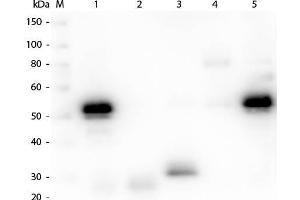 Western Blot of Anti-Rabbit IgG (H&L) (CHICKEN) Antibody . (Huhn anti-Kaninchen IgG (Heavy & Light Chain) Antikörper (FITC) - Preadsorbed)
