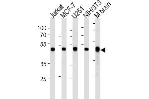 ENO1 Antibody (Center) (ABIN390429 and ABIN2840814) western blot analysis in Jurkat,MCF-7,,mouse NIH/3T3 cell line and mouse brain tissue lysates (35 μg/lane). (ENO1 Antikörper  (AA 178-205))