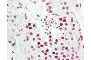 Anti-COUP-TFII / NR2F2 antibody IHC staining of human testis. (NR2F2 Antikörper  (AA 1-30))