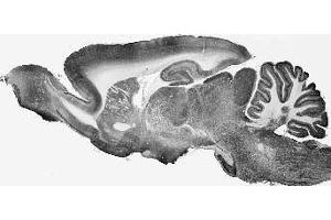 Adult rat whole brain immunohistochemistry.