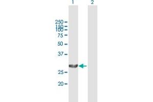 Western Blot analysis of PSME1 expression in transfected 293T cell line by PSME1 MaxPab polyclonal antibody. (PSME1 Antikörper  (AA 1-249))