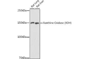 Western blot analysis of extracts of various cell lines, using Xanthine Oxidase (XDH) antibody (ABIN6130807, ABIN6150286, ABIN6150287 and ABIN6216896) at 1:1000 dilution. (XDH Antikörper  (AA 1-280))
