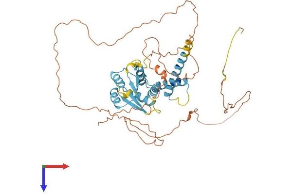 SOHLH2 Protein (AA 1-467) (His tag)