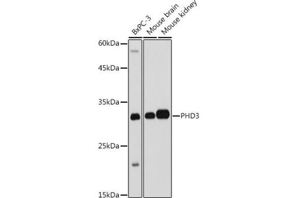 EGLN3 Antikörper  (AA 1-120)