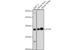 Western blot analysis of extracts of various cell lines, using PHD3 antibody (ABIN6130355, ABIN6139990, ABIN6139991 and ABIN6224021) at 1:1000 dilution. (EGLN3 Antikörper  (AA 1-120))