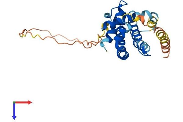 BCL2L1 Protein (AA 1-233) (His tag)